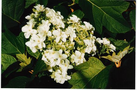 Oak leaved Hydrangea